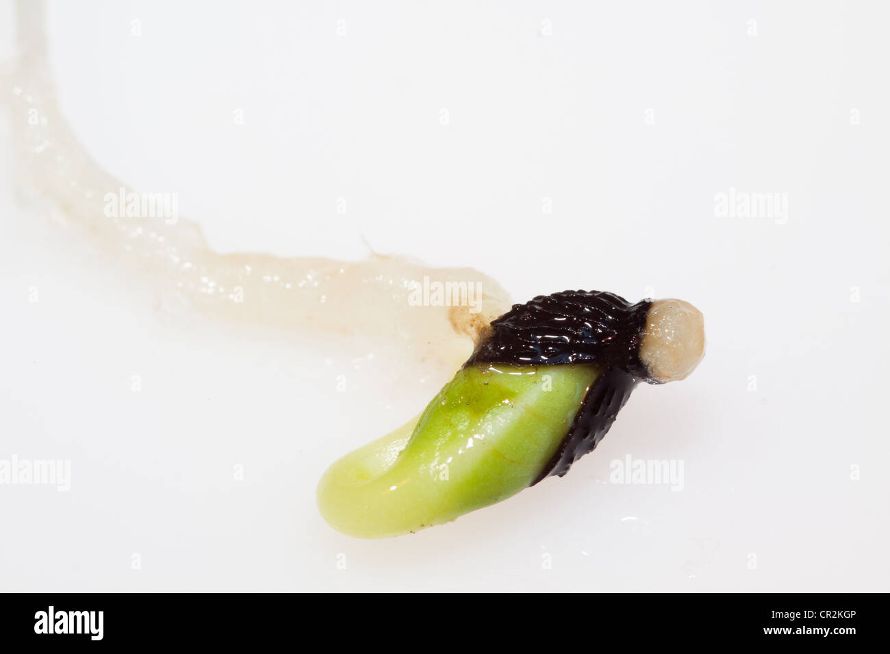 Seed of germinated borage Stock Photo