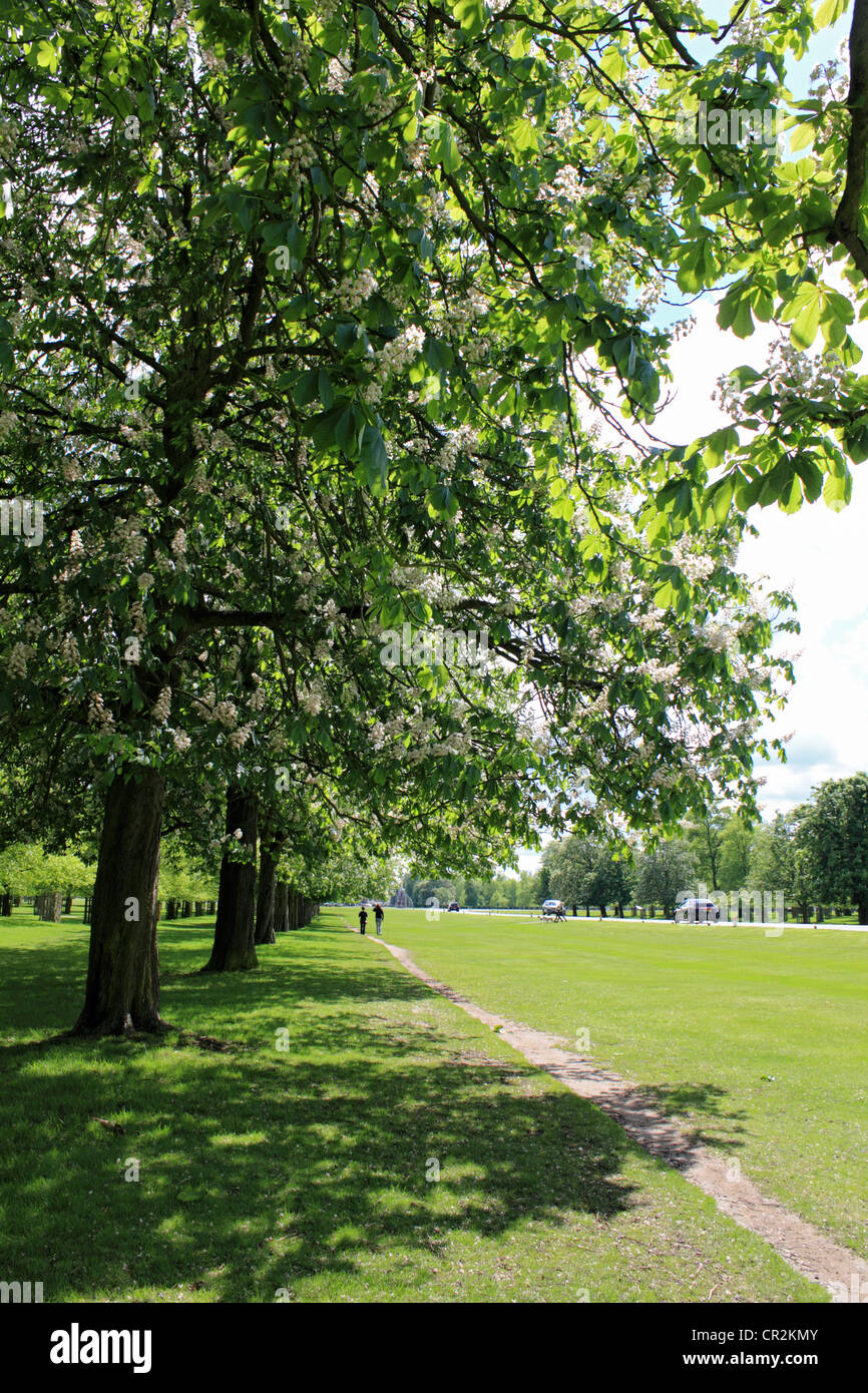 Chestnut Avenue in Bushy Park, the Royal park near to Hampton Court SW London England UK Stock Photo