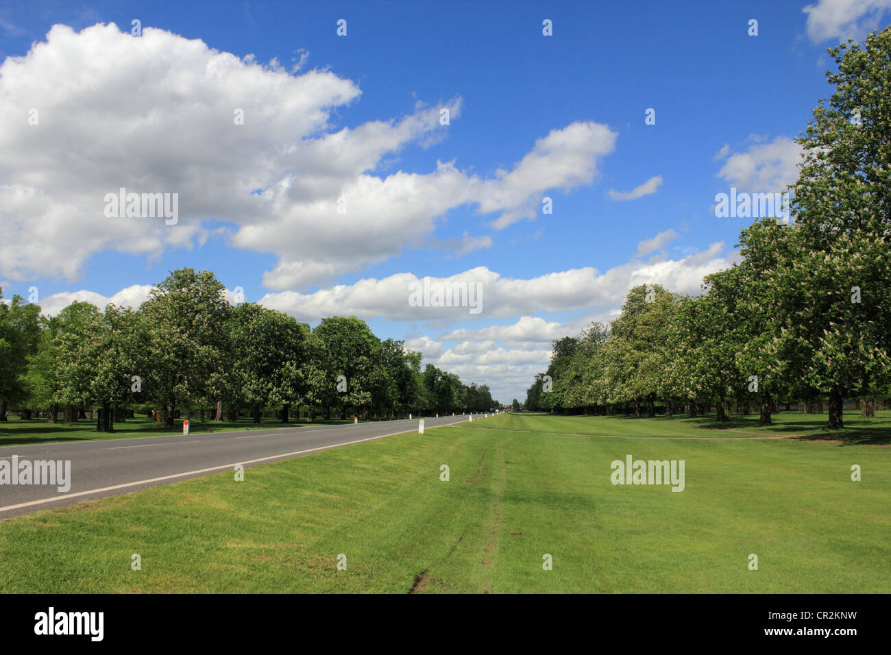 Chestnut Avenue in Bushy Park, the Royal park near to Hampton Court SW London England UK Stock Photo