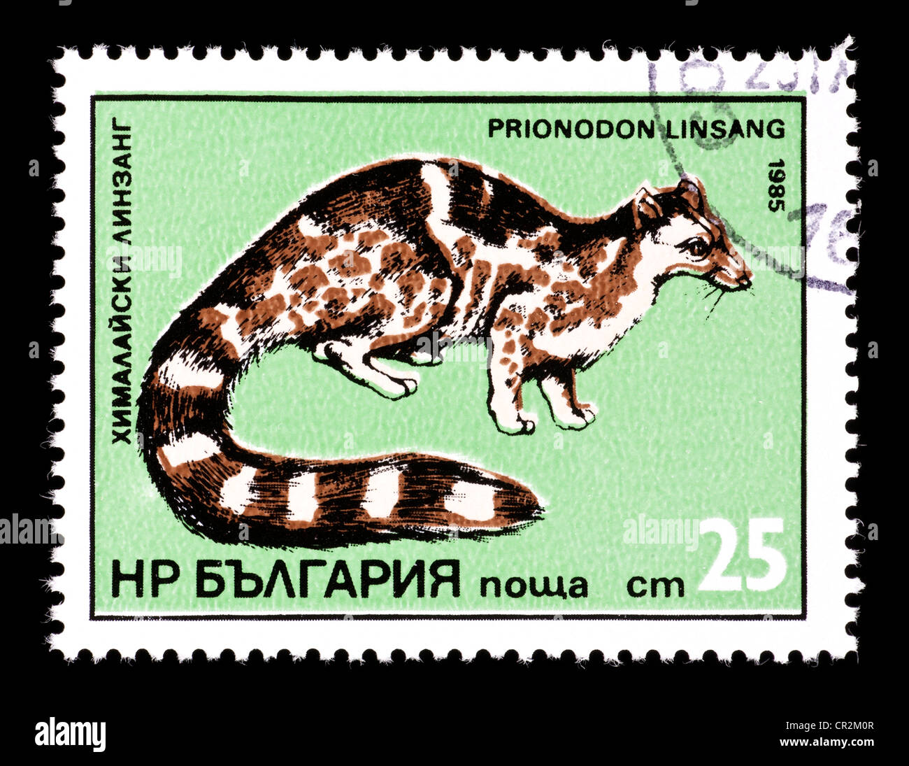 Postage stamp from Bulgaria depicting  a banded linsang (Prionodon linsing) Stock Photo