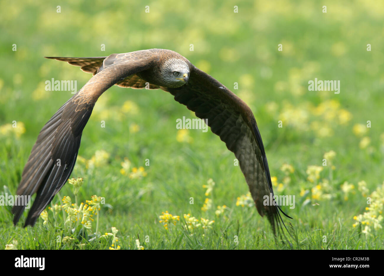 Black Kite in flight Stock Photo