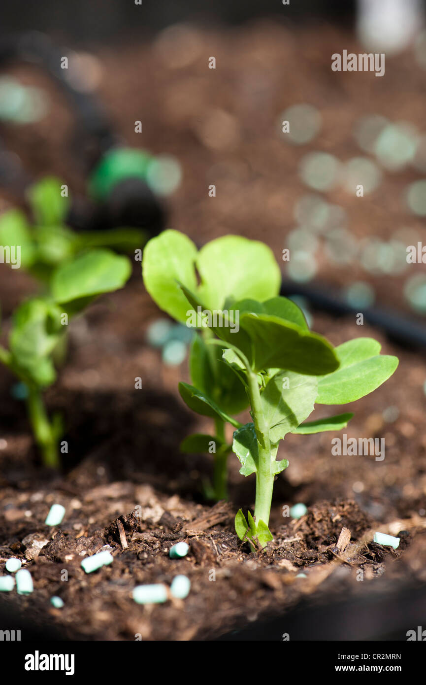 Young pea plants, Pisum sativum 'Misty' with slug and snail pellets Stock Photo