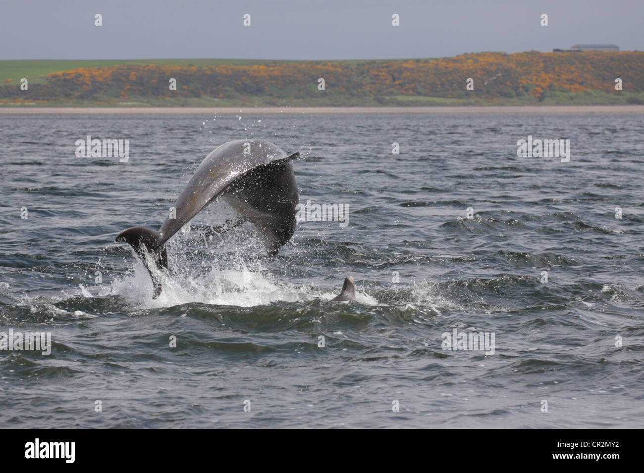 Bottlenose Dolphins (Tursiops truncatus) leaping, breaching in the Moray Firth, Chanonry Point, Scotland, UK Stock Photo