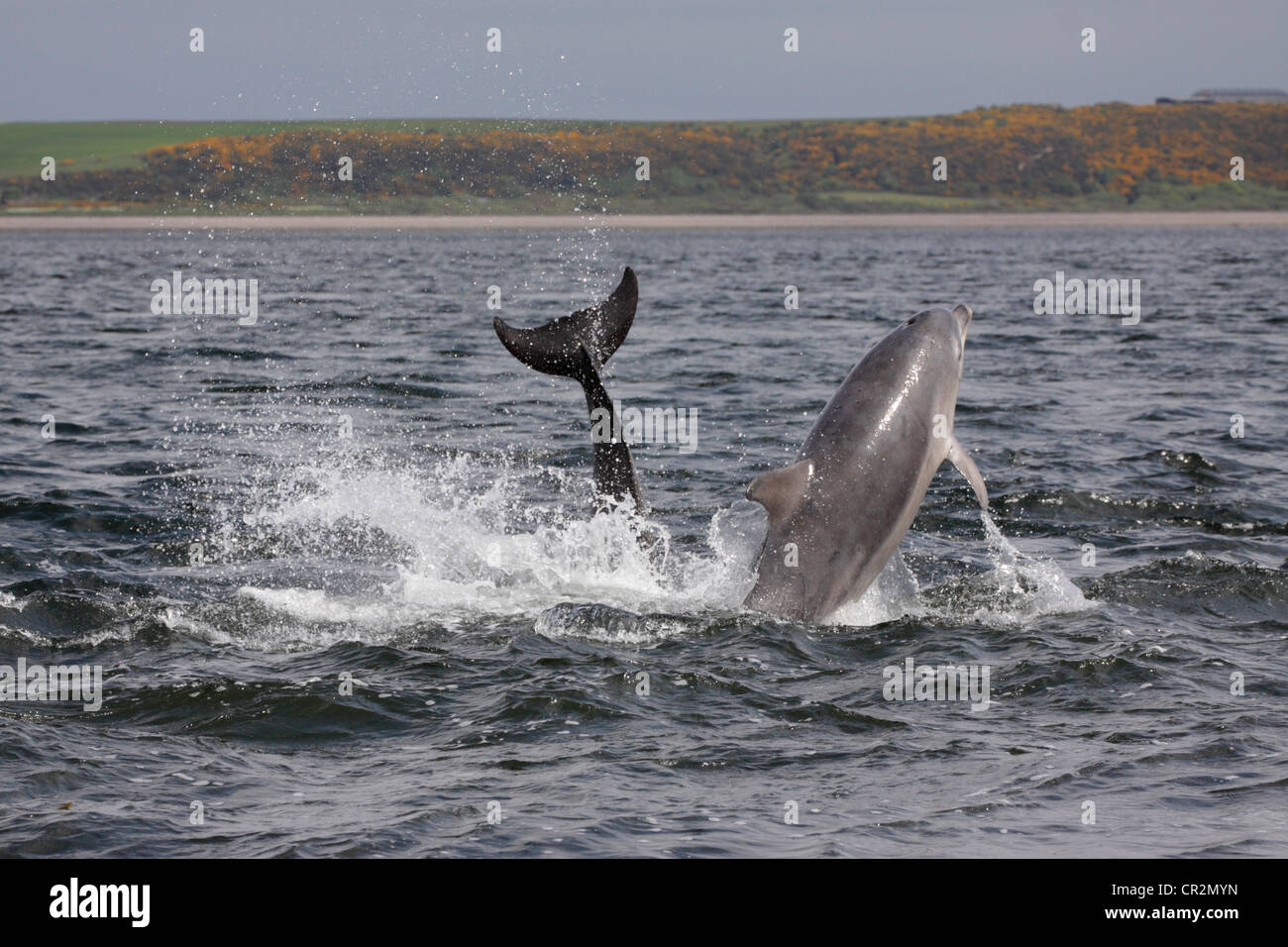 Bottlenose Dolphins (Tursiops truncatus) leaping, breaching in the Moray Firth, Chanonry Point, Scotland, UK Stock Photo