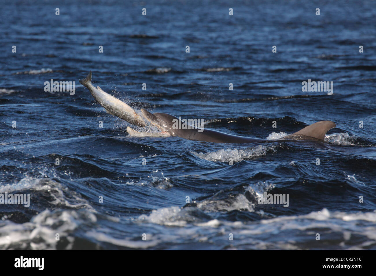 Bottlenose Dolphin (Tursiops truncatus) eating a salmon, Moray Firth, Scotland Stock Photo
