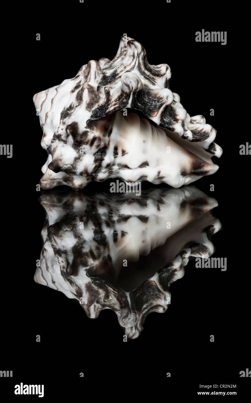 Close Up of a Sea Shell with Reflection on a Mirrored Surface on a Black Background. Stock Photo