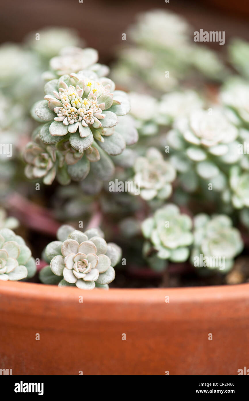 Sedum spathulifolium ‘Cappa Blanca’ or ‘Cape Blanco’, Spoon-Leaved Stonecrop Stock Photo