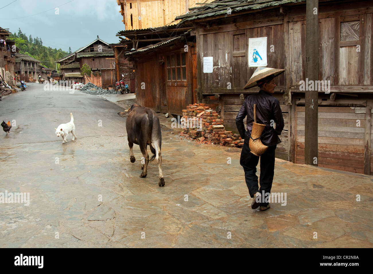 A Dong old man in traditional clothes with a billhook carrier and a conic hat, a veal and a white dog in the streets, Gaozheng Stock Photo