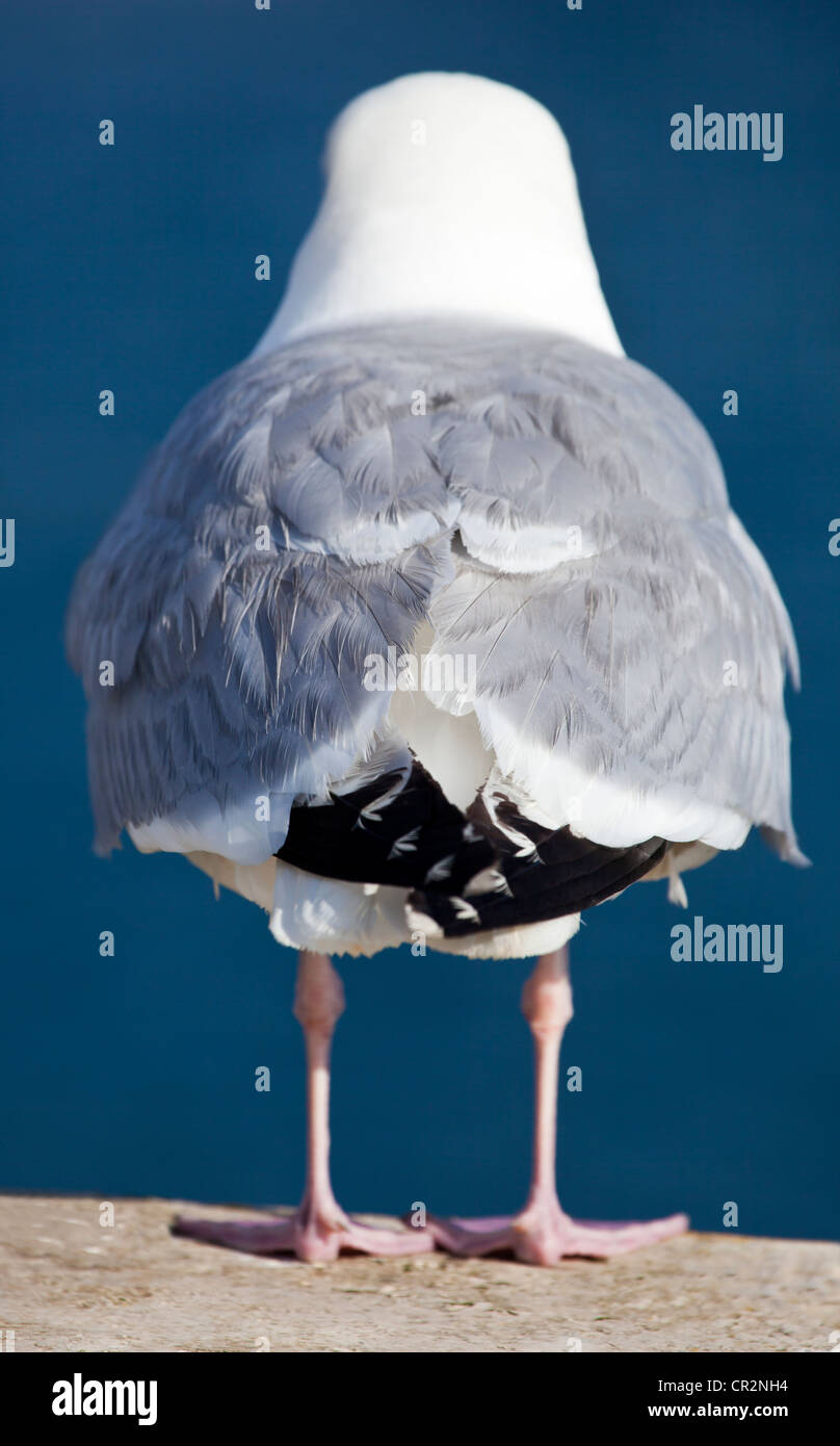 Rear of seagull hi-res stock photography and images - Alamy