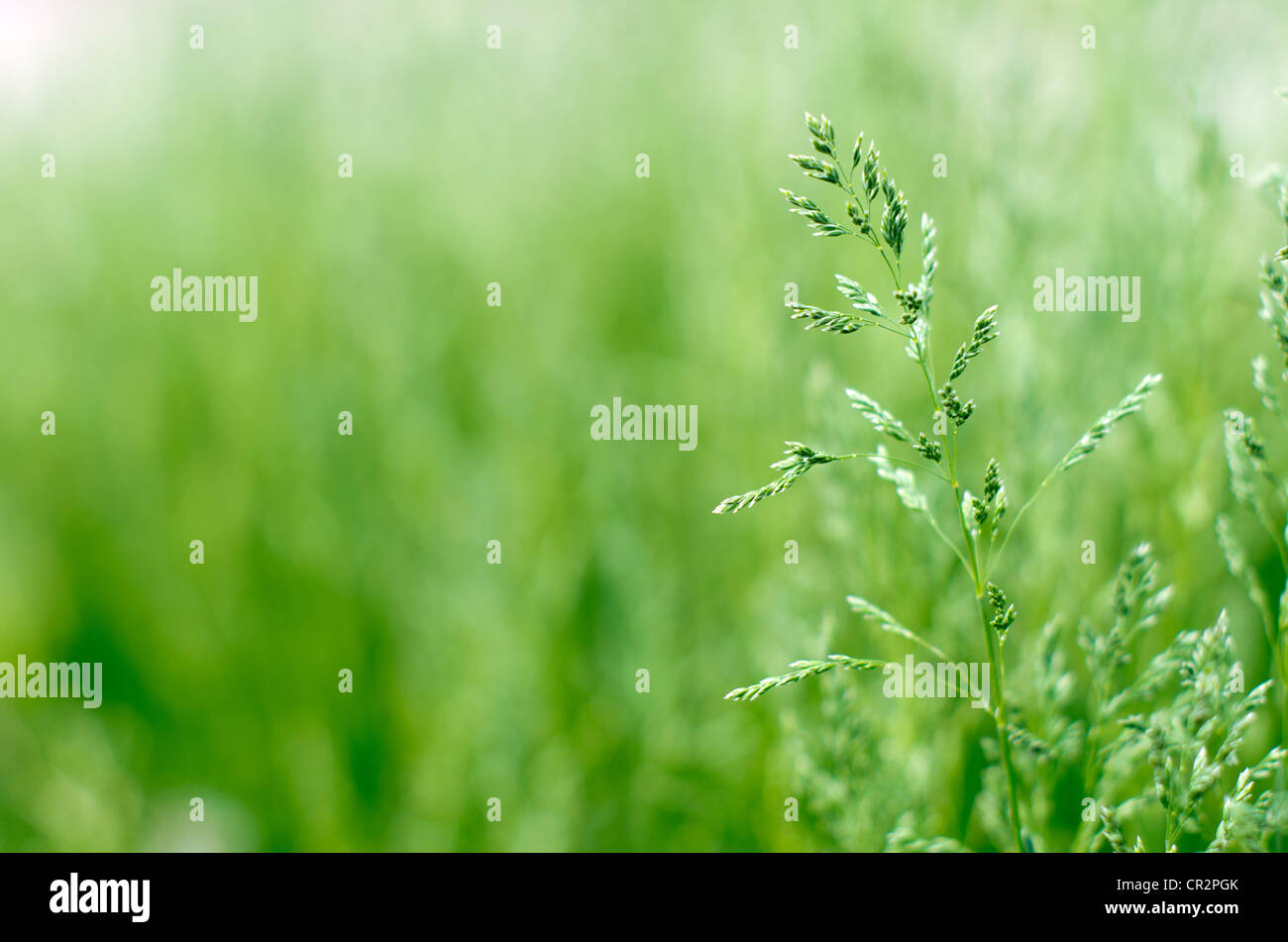 green grass a blurred background Stock Photo - Alamy