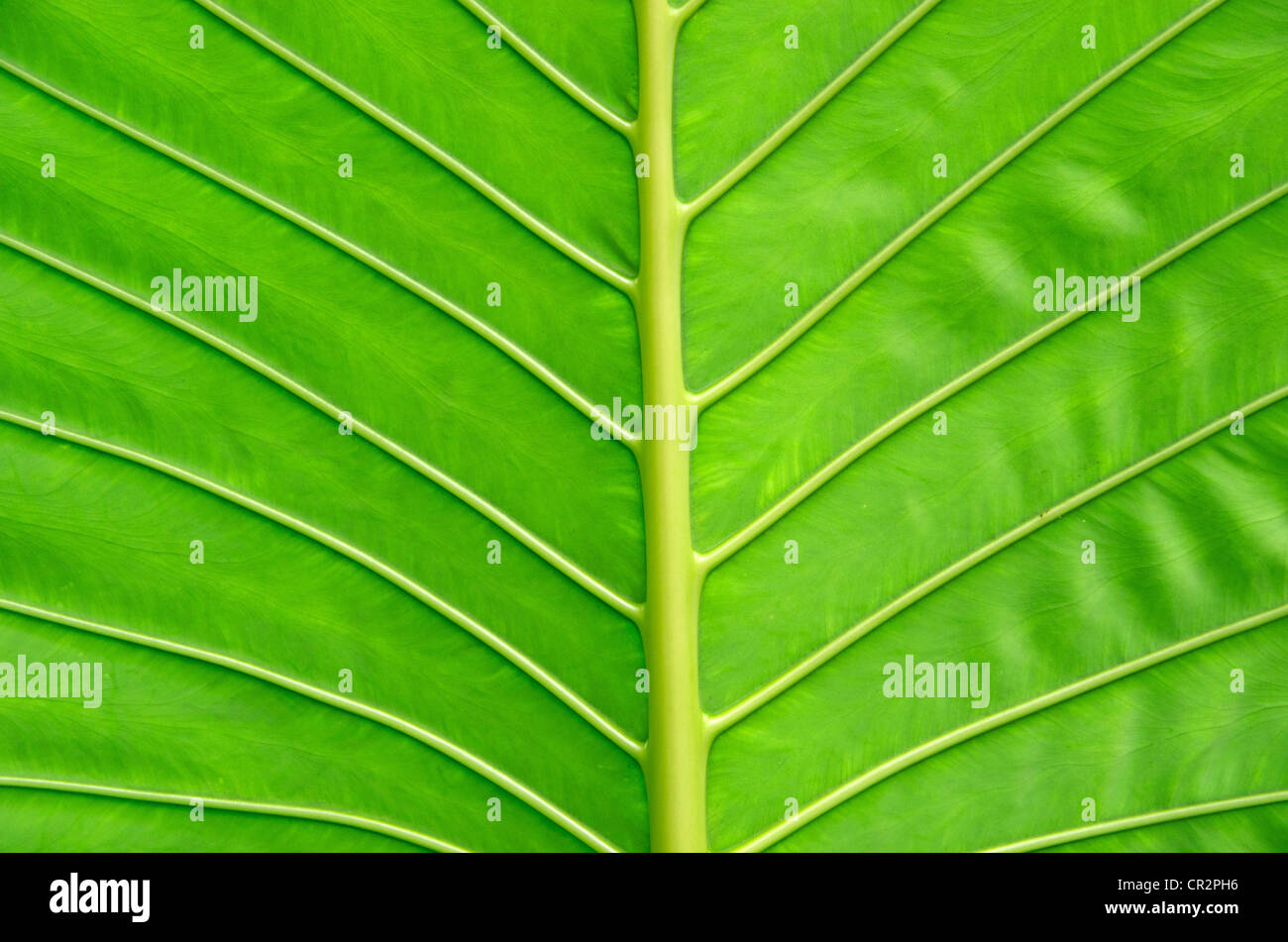 Green leaf close hi-res stock photography and images - Alamy