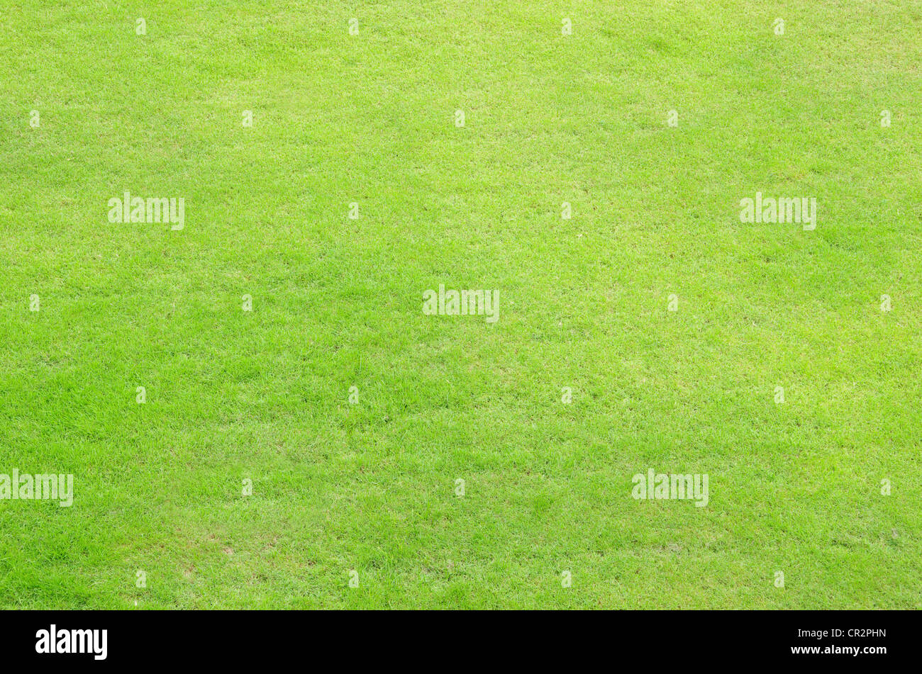 Close-up image of fresh spring green grass Stock Photo - Alamy