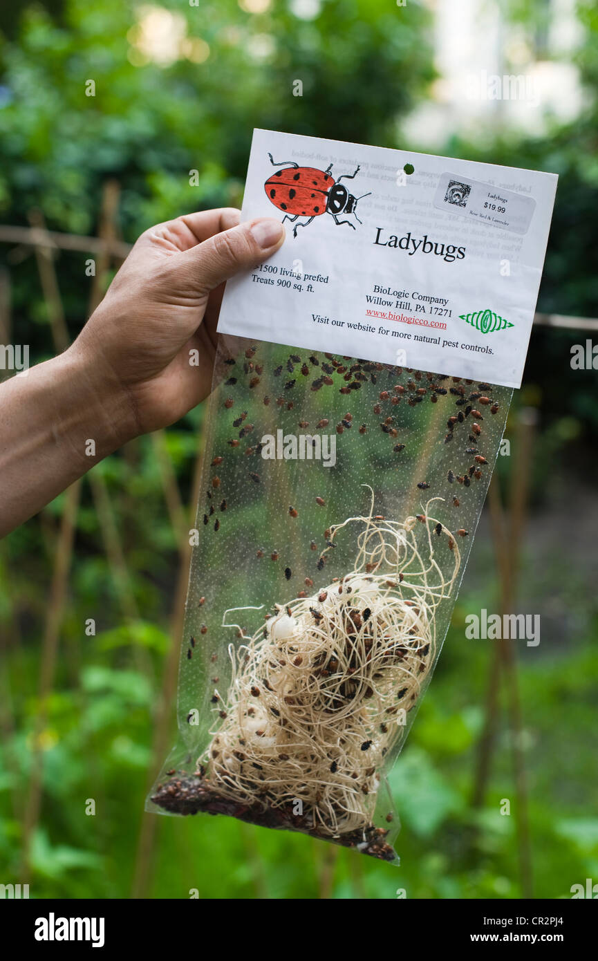 Ladybug bag hires stock photography and images Alamy