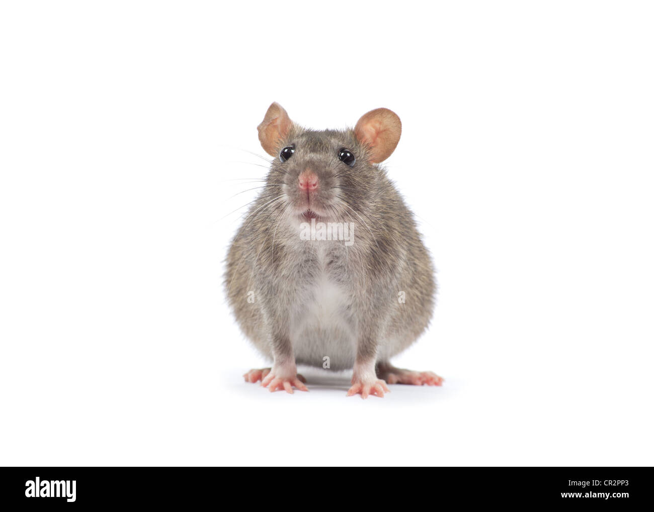 rat isolated on white background Stock Photo - Alamy