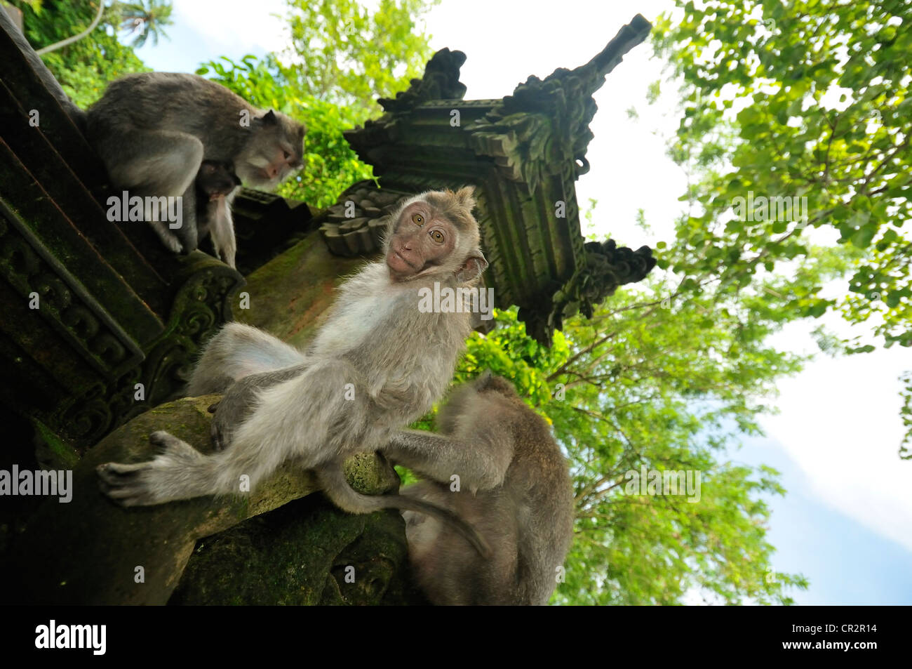 Long-tailed macaque Macaca fascicularis, Cercopithecidae, Ubud Monkey forest, Ubud, Bali, Indonesia, Asia Stock Photo
