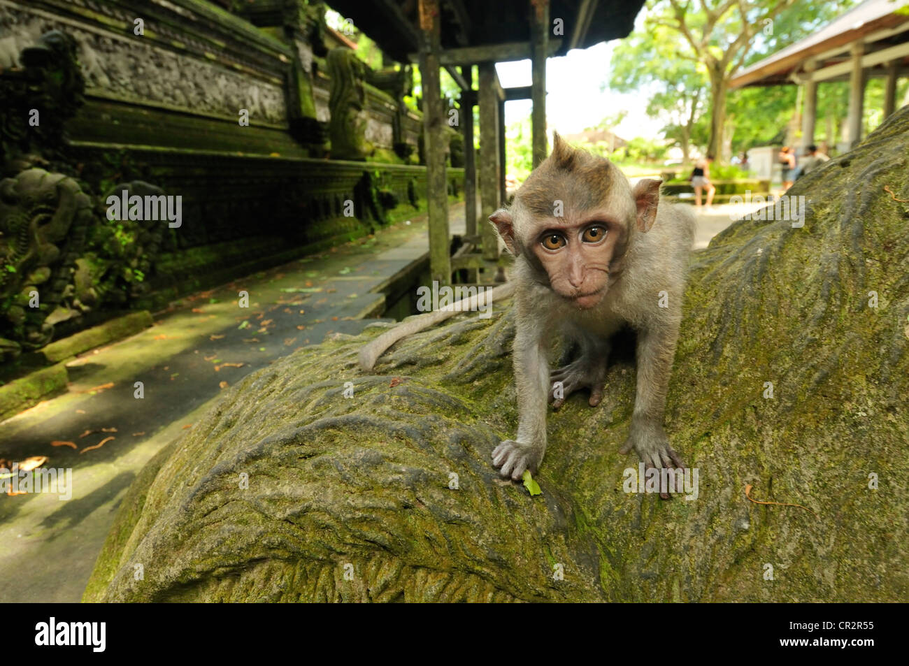 Long-tailed macaque Macaca fascicularis, Cercopithecidae, Ubud Monkey forest, Ubud, Bali, Indonesia, Asia Stock Photo