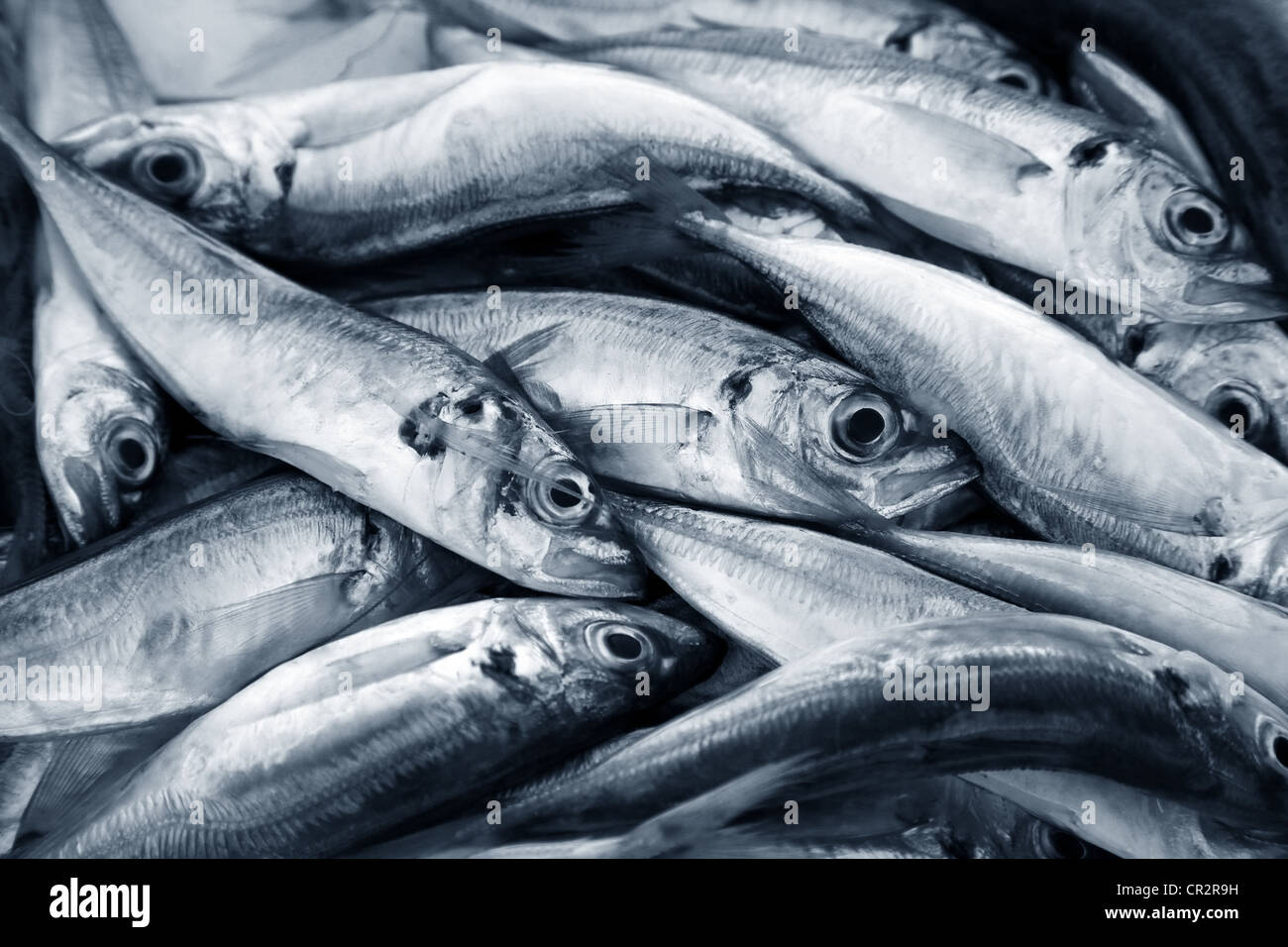 small fish on a counter of shop Stock Photo - Alamy