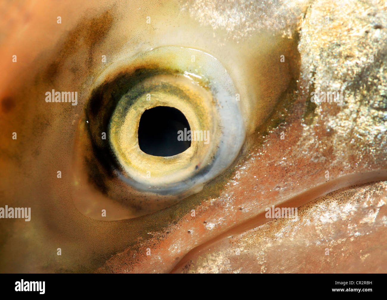 Extreme closeup of a fish eye Shallow dept of field focus on the eye