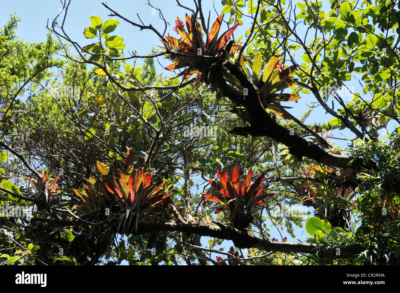 Bromeliads in cloudforest, Poas National Park, Costa Rica Stock Photo