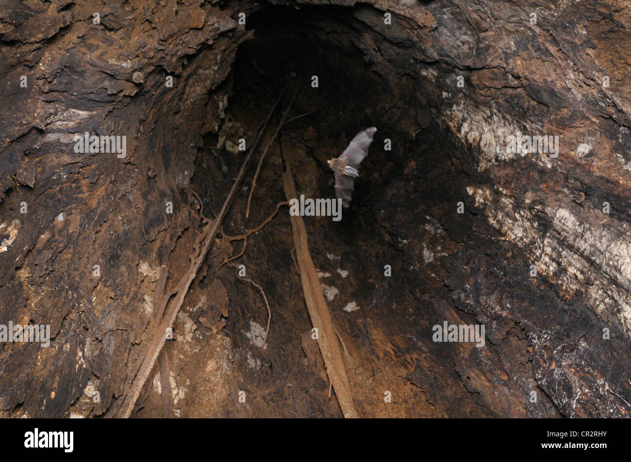 Bat flying inside the trunk of a giant old growth almond tree, lowland rainforest, Chilamate, Costa Rica Stock Photo