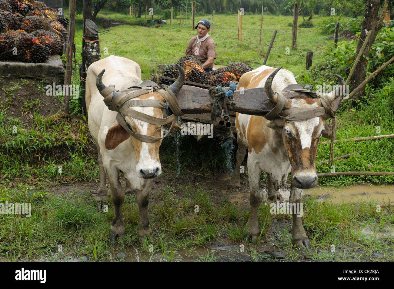 Farmer loading palm fruits onto an oxcart, Costa Rica Stock Photo