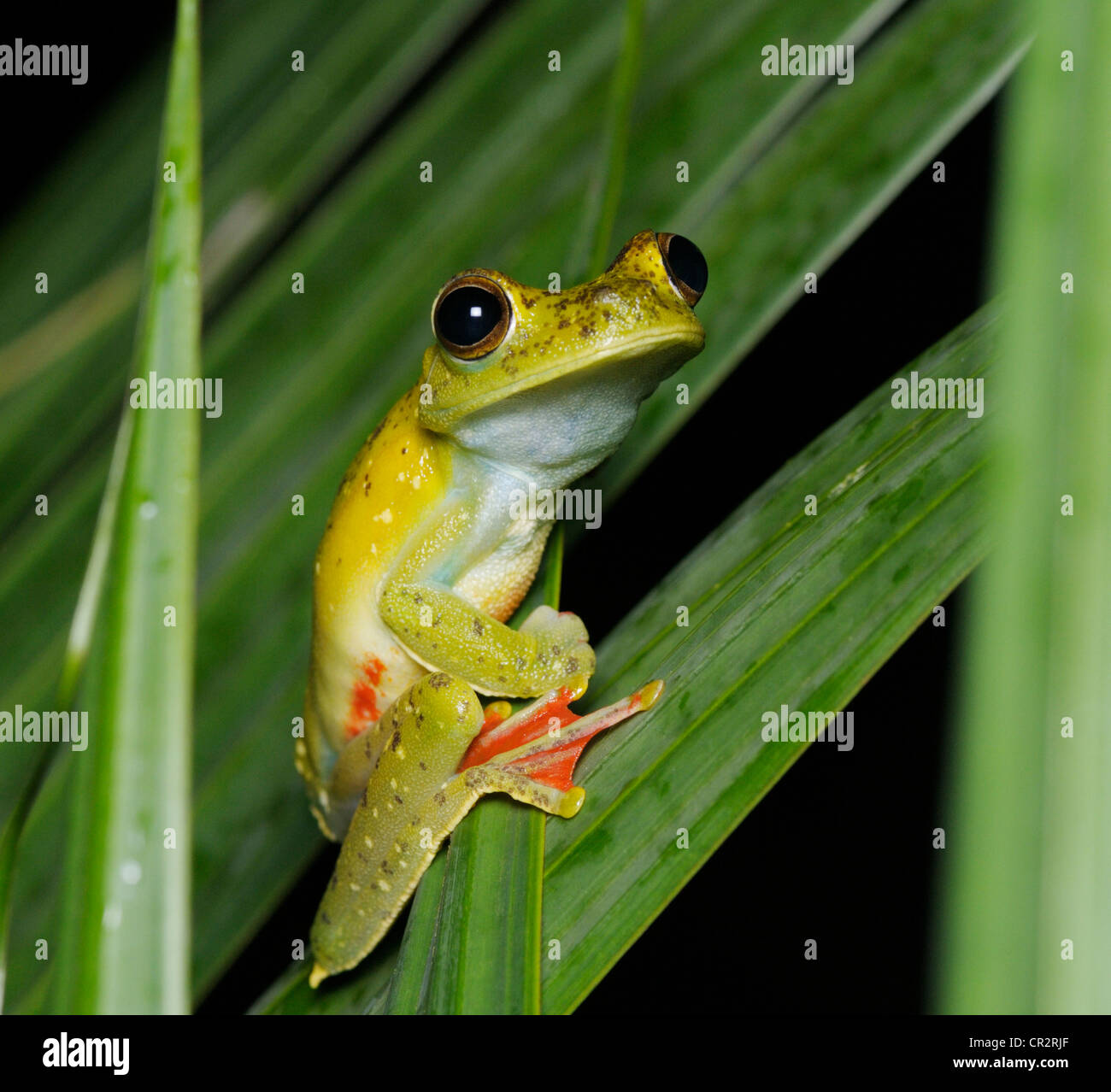 Red webbed treefrog, Hypsiboas rufitelus, Tortuguero National Park, Costa Rica Stock Photo