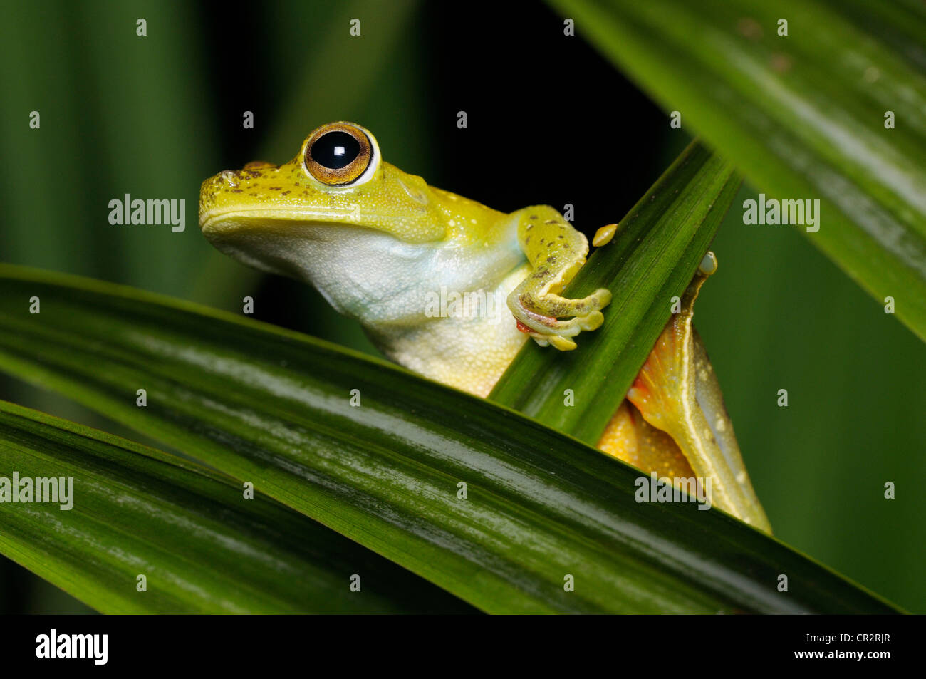 Red webbed treefrog, Hypsiboas rufitelus, Tortuguero National Park, Costa Rica Stock Photo