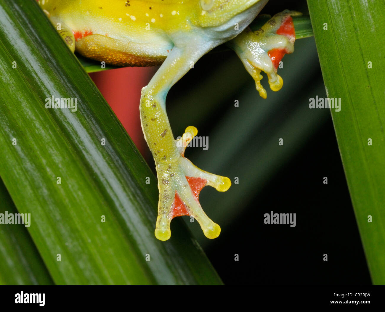 Foot of the red webbed treefrog, Hypsiboas rufitelus, Tortuguero National Park, Costa Rica Stock Photo