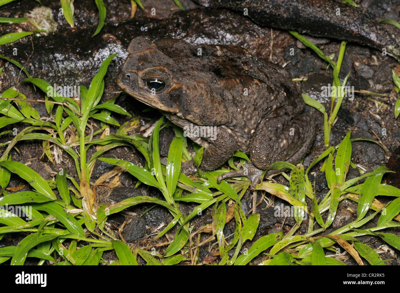 Cane toad, Bufo marinus, Tortuguero National Park, Costa Rica. AKA