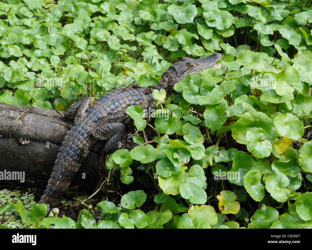 Juvenile spectacled caiman, Caiman crocodilus, tortuguero National Park, Costa Rica Stock Photo