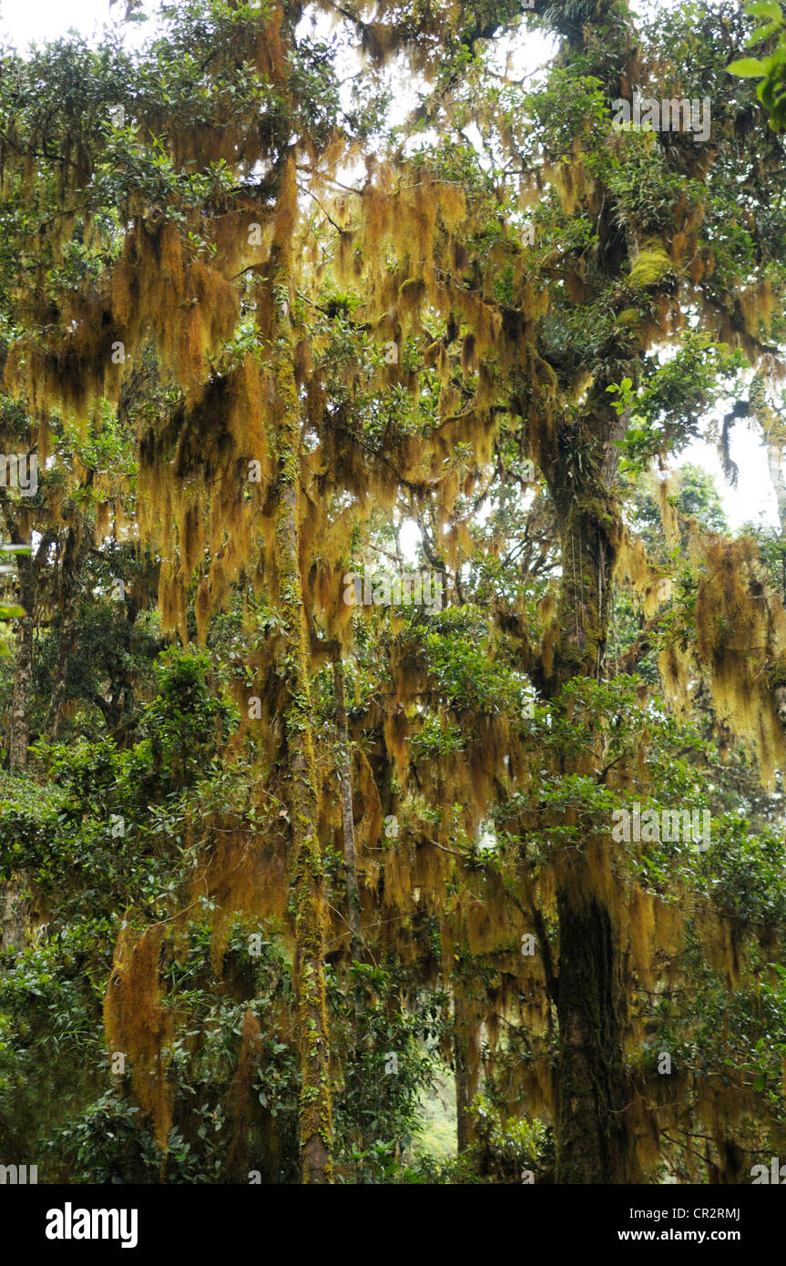 Orange epiphytes (Usnea sp. lichens) in high elevation oak cloudforest, Cerro de la Muerte, Costa Rica Stock Photo