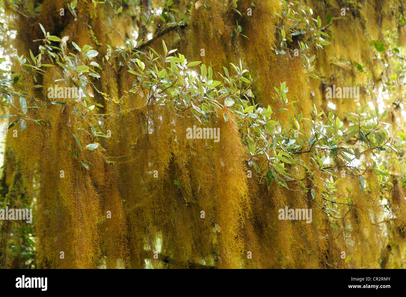 Orange epiphytes (Usnea sp. a lichen) in high elevation oak cloudforest, Cerro de la Muerte, Costa Rica Stock Photo