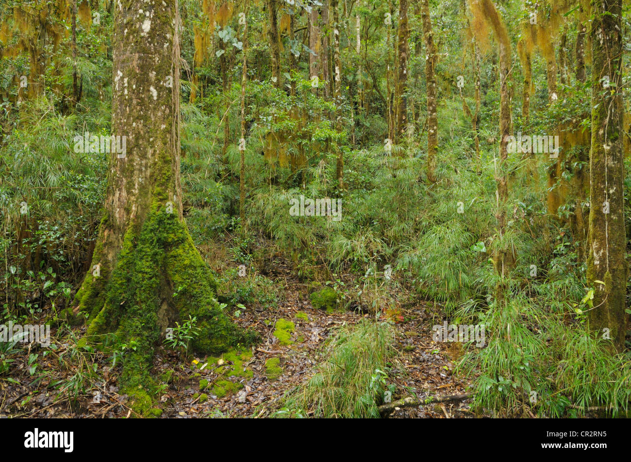 Tropical cloudforest with mosses, lichens and bamboo at 2,000m elevation, Cerro de la Muerte, Costa Rica Stock Photo
