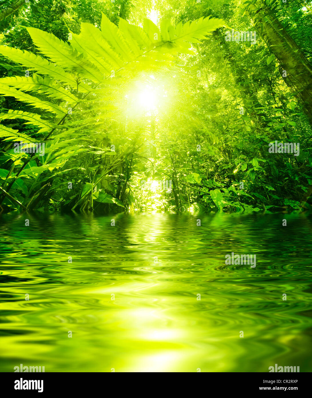 Sunbeam shining through dense tropical hi-res stock photography and ...