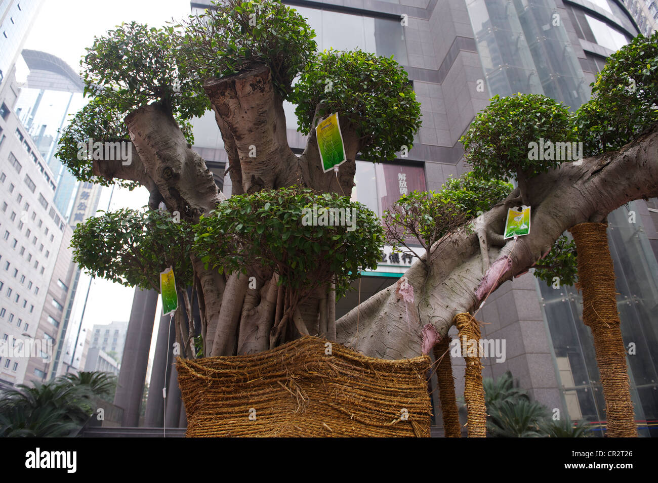 An old tree is being injected with nutrient fluid after being moved from countryside to Chongqing, China. 2011 Stock Photo