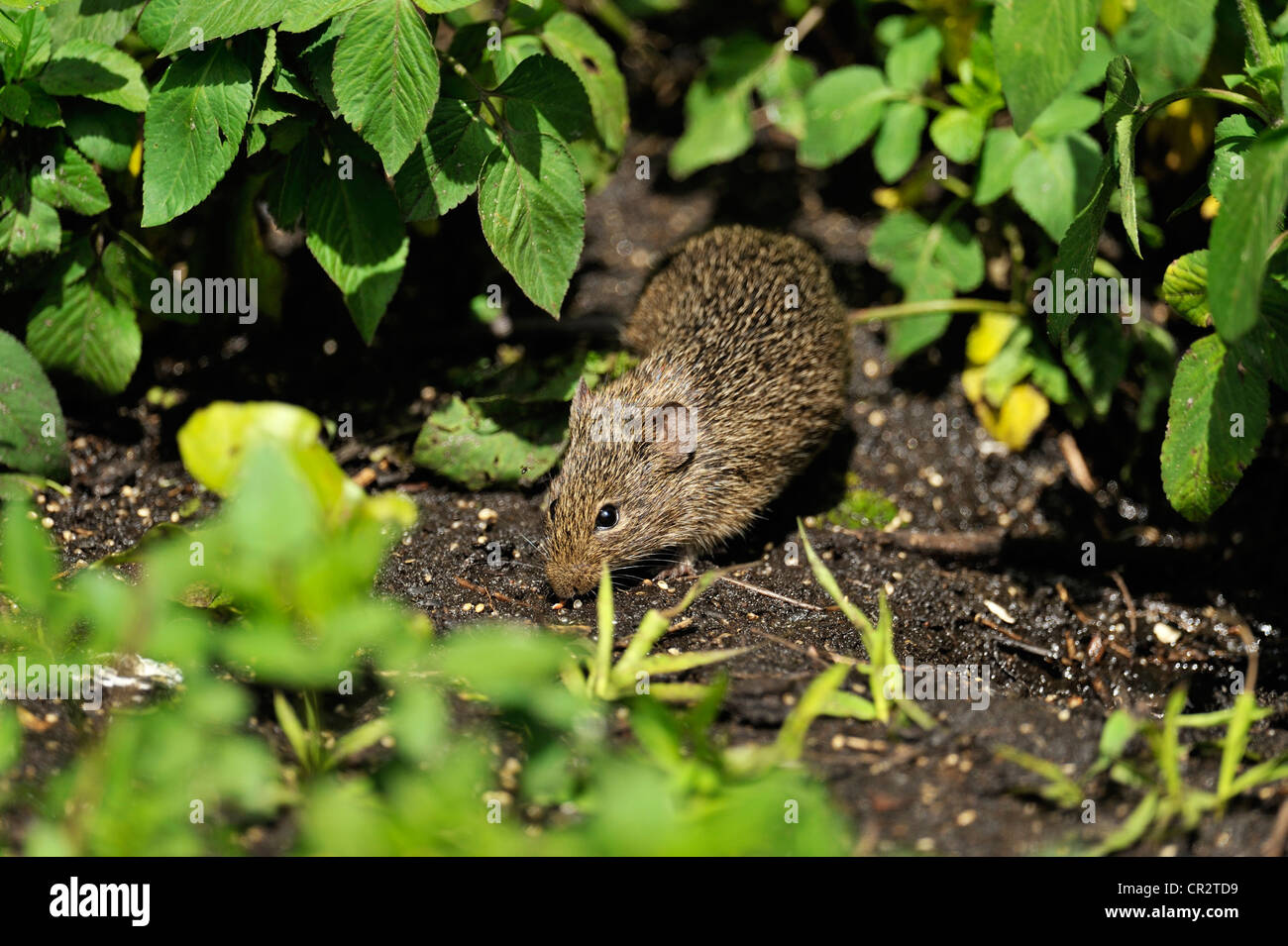 Norway Rat (Rattus norvegicus) foraging for seeds below bird seed