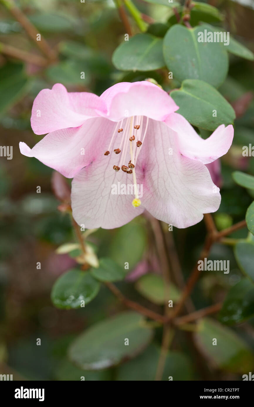 Rhododendron ericaceae hi-res stock photography and images - Alamy