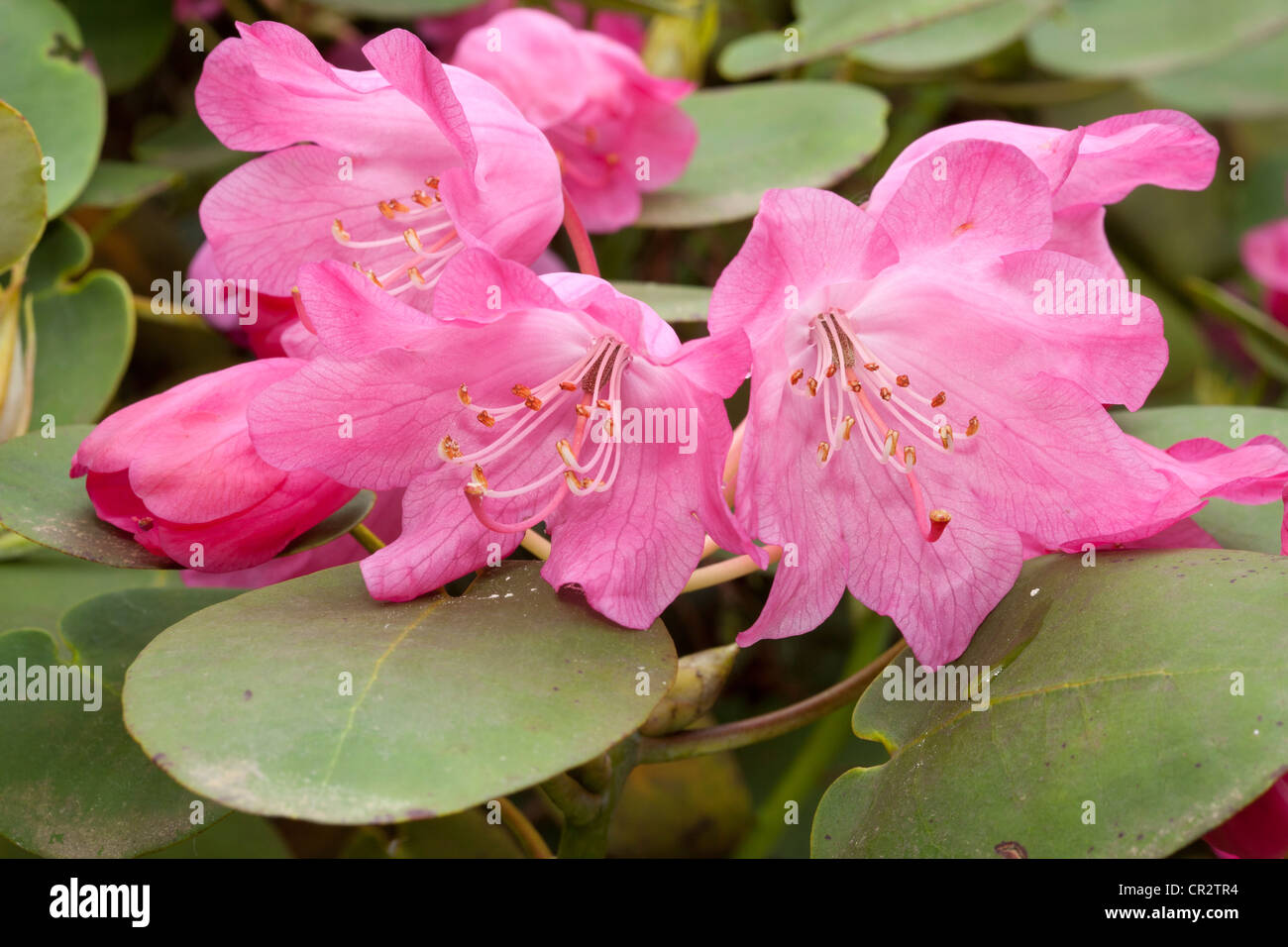 Rhododendron orbiculare, Ericaceae Stock Photo