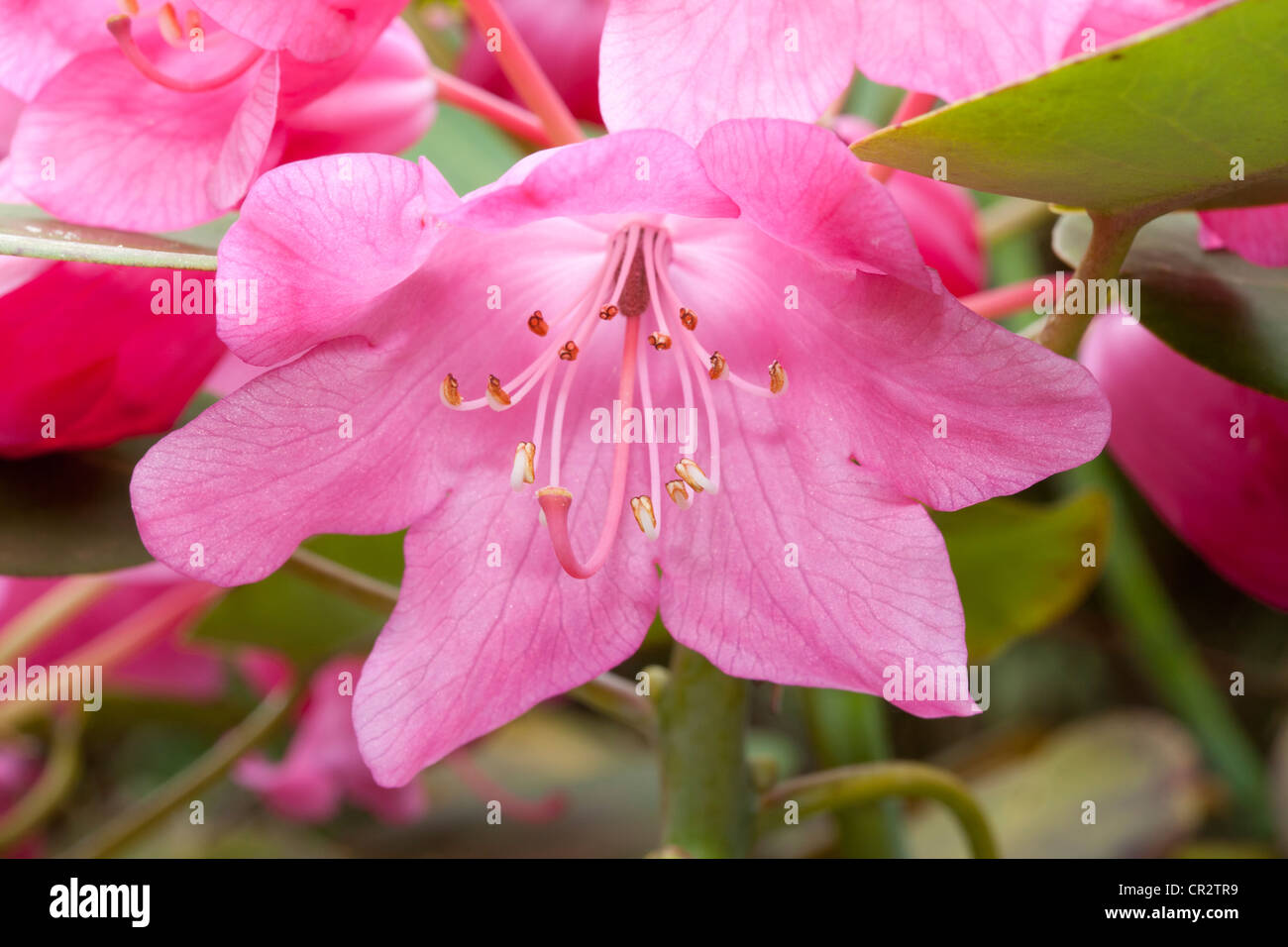 Rhododendron orbiculare, Ericaceae Stock Photo