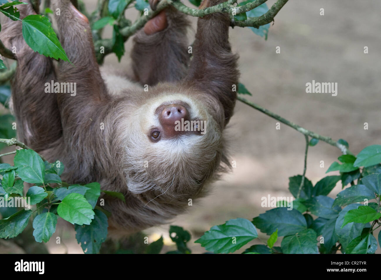 Close up of a Hoffmann's two toed sloth in a tree. Sloths have a unusually slow metabolism Stock Photo
