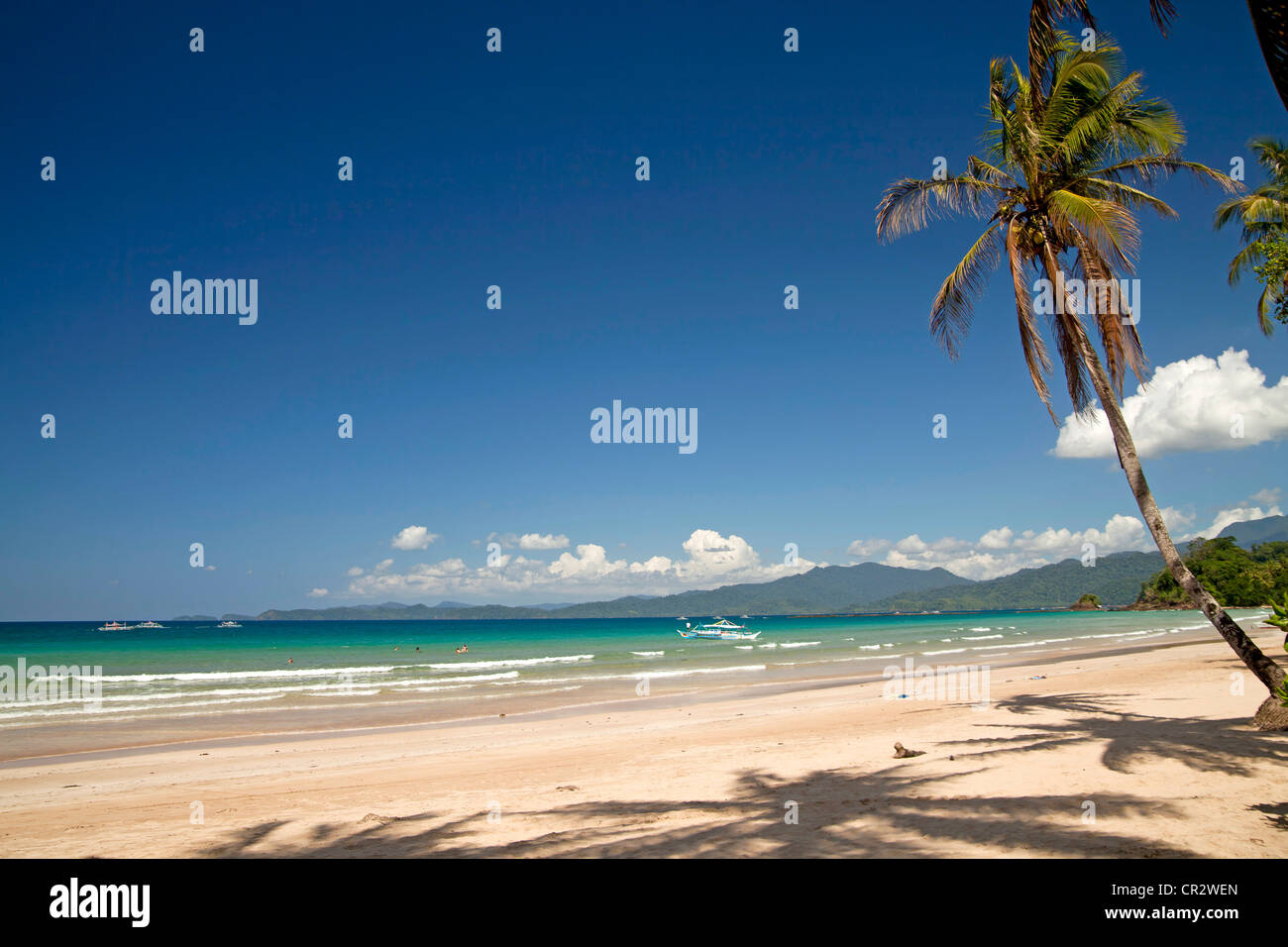 Coconut Palm (Cocos nucifera) on the beach of Sabang, Palawan, Philippines, Asia Stock Photo