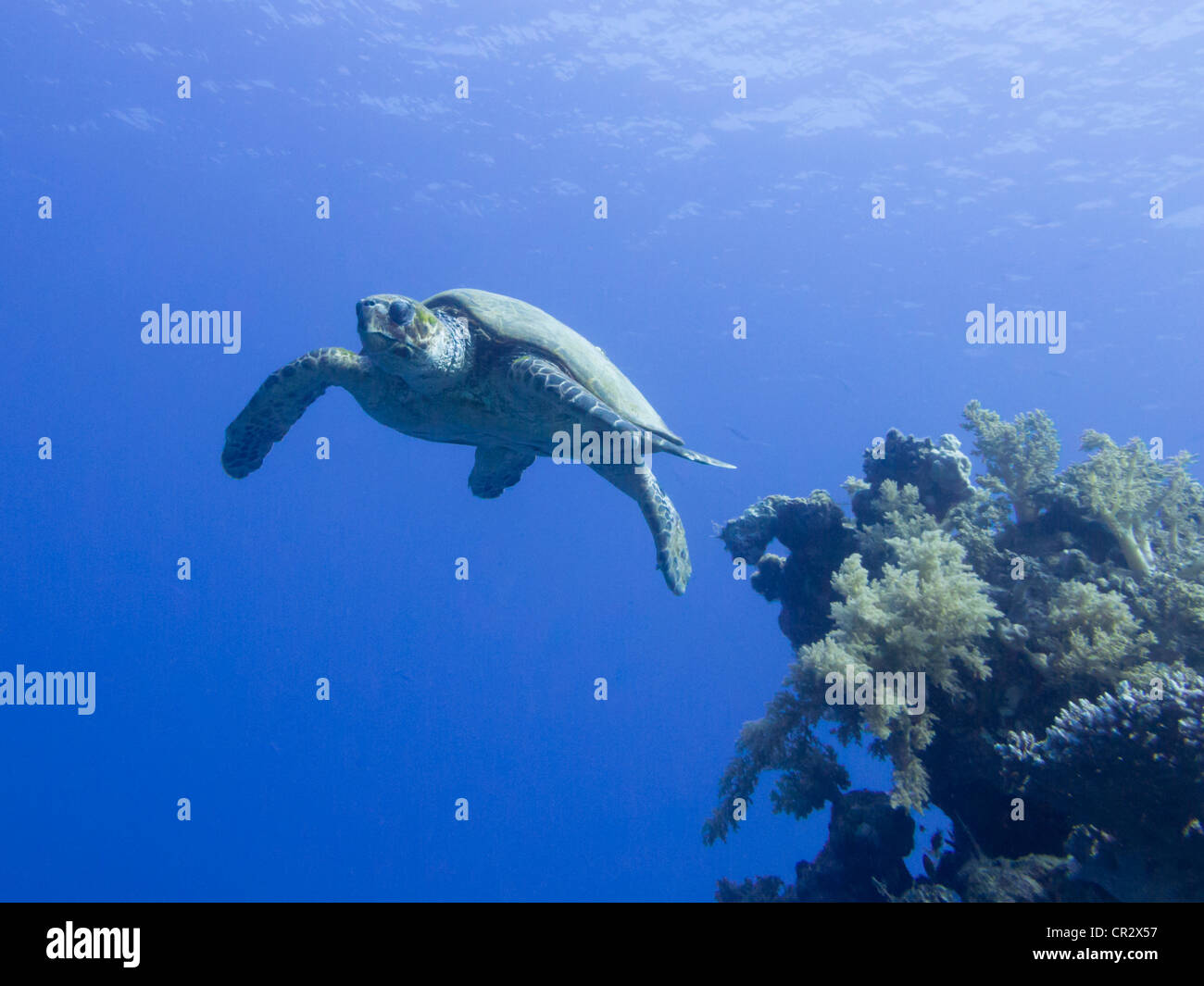 Hawksbill Turtle swimming from a coral pinnacle in the Red Sea at Snapfish Alley near Sharm El Sheikh Stock Photo