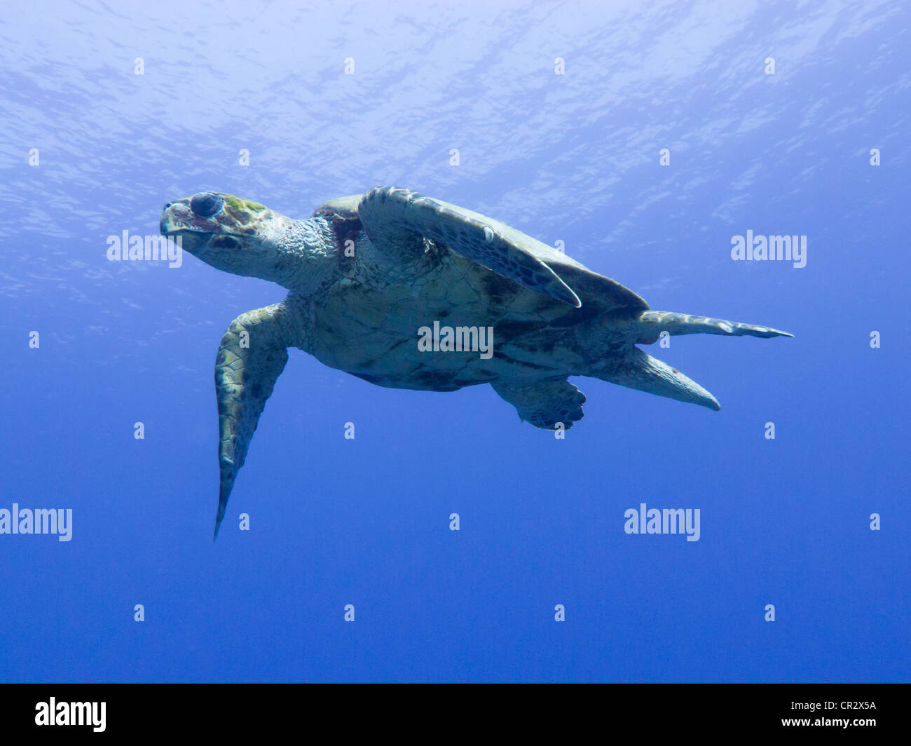Hawksbill Turtle with blue sky above in the Red Sea at Snapfish Alley near Sharm El Sheikh Stock Photo
