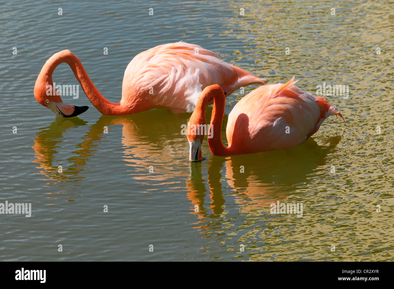 American or Caribbean Flamingo (Phoenicopterus ruber), Caya Coco, Cuba, Greater Antilles, Caribbean, Central America, America Stock Photo