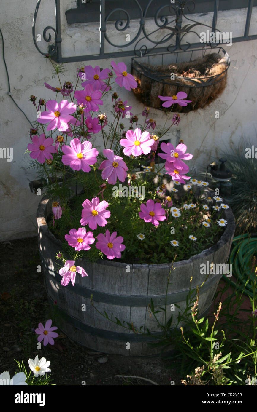 Cosmos in a wooden pot Stock Photo - Alamy