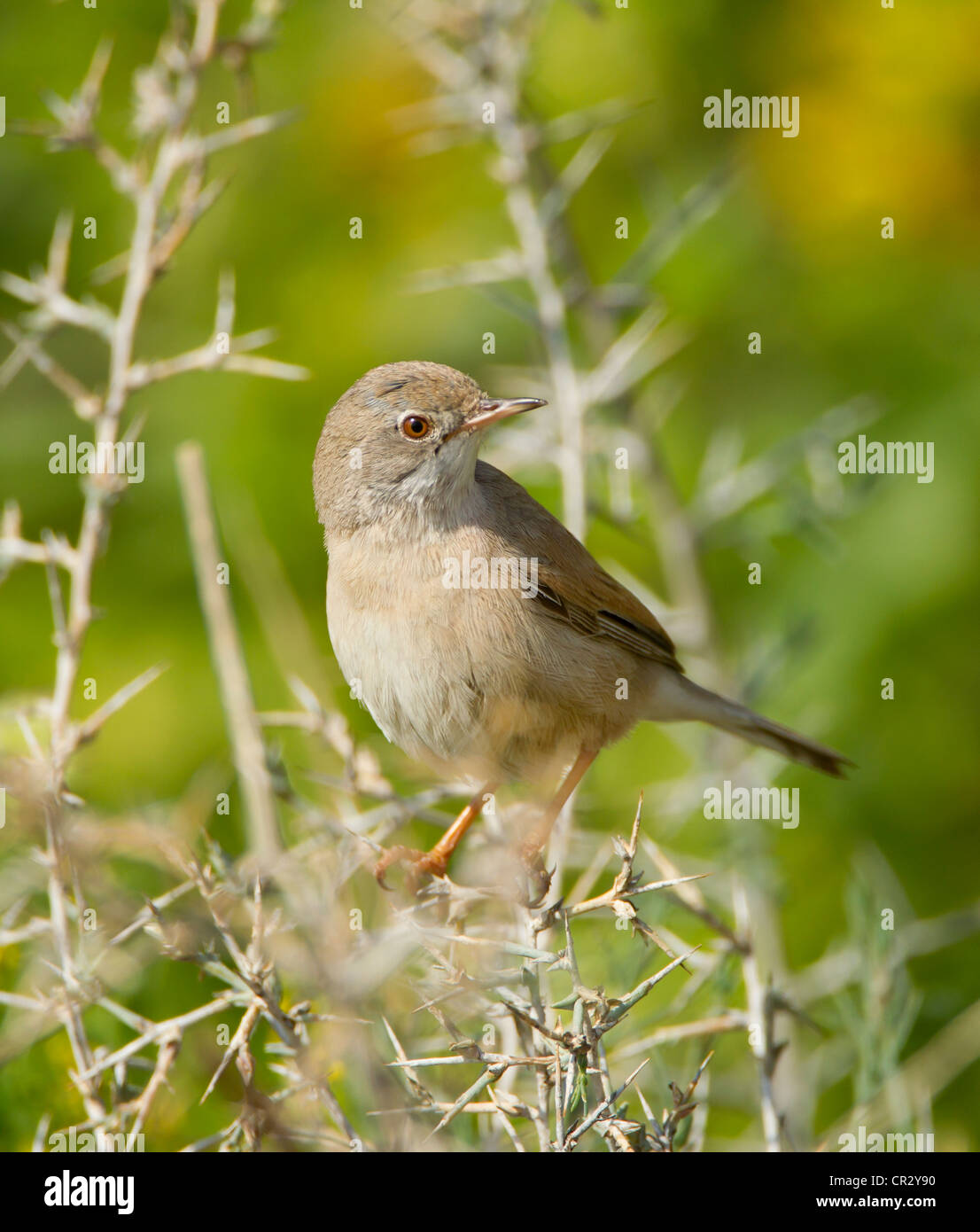 Spectacled Warbler female Sylvia conspicillata near nest site Cyprus April Stock Photo