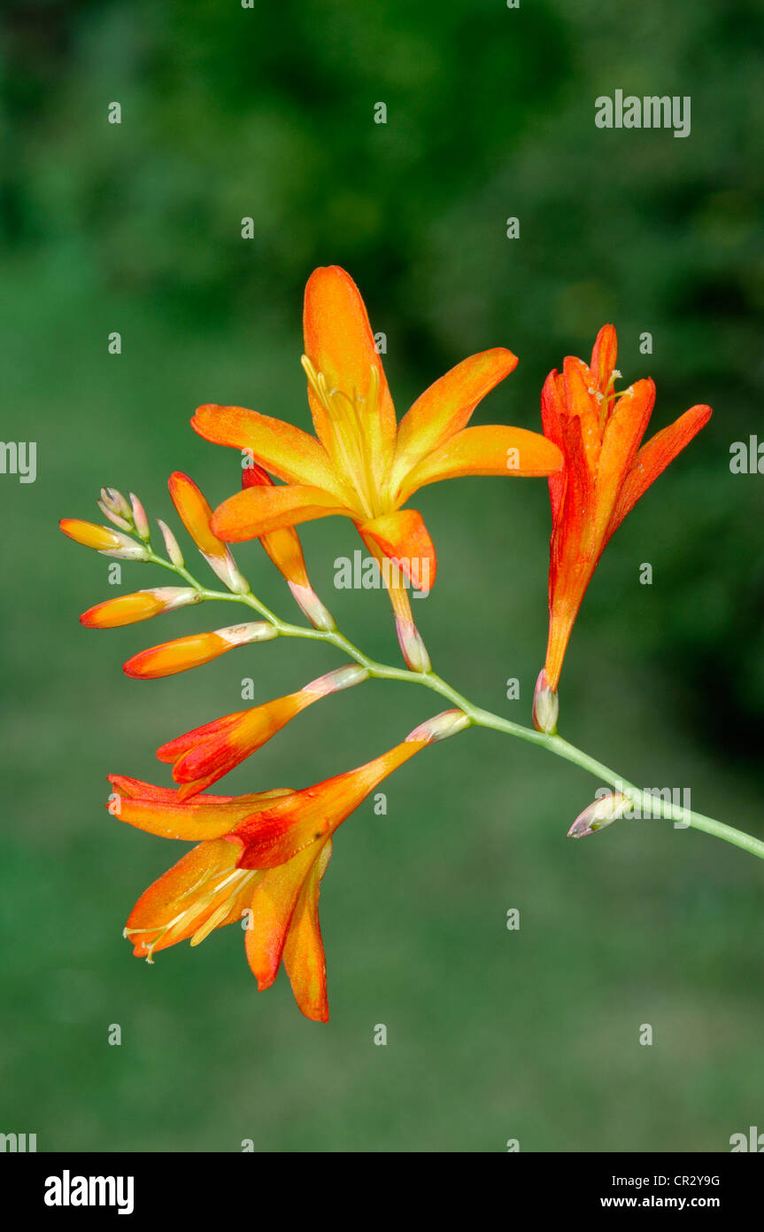 MONTBRETIA Crocosmia aurea x C.pottsii (Iridaceae) Stock Photo