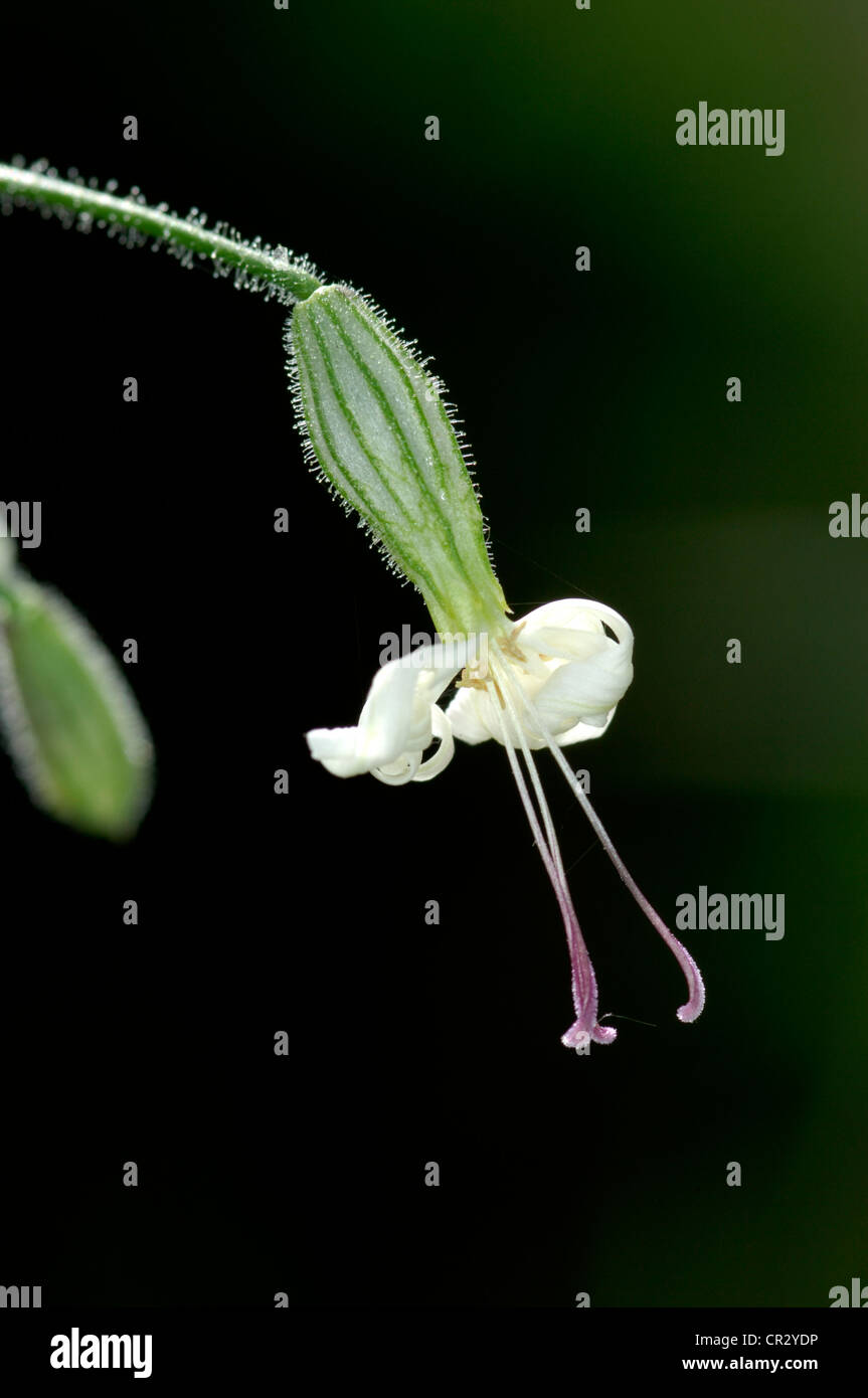 NOTTINGHAM CATCHFLY Silene nutans (Caryophyllaceae) Stock Photo
