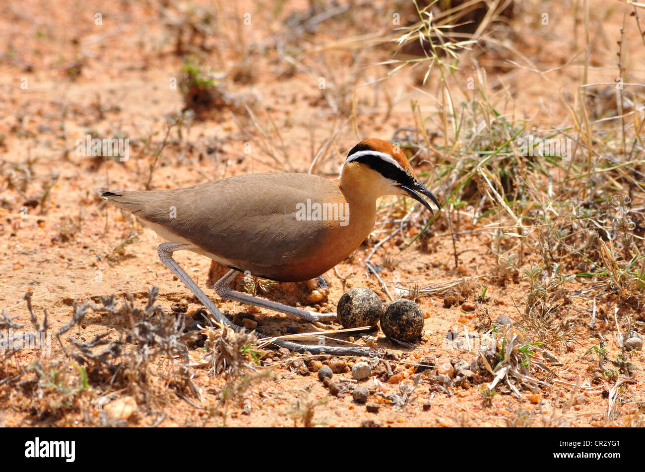 Indian Courser Stock Photo