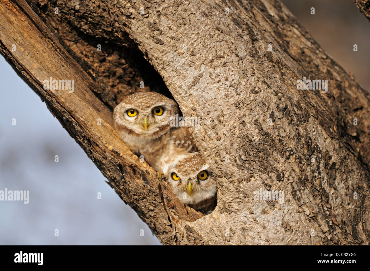 Two Spotted Owlets (Athene brama) staring from their tree hole in Ranthambore Tiger Reserve, Ranthambore National Park Stock Photo